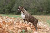 AMSTAFF ADULT 107